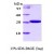 SDS-Page: 14-3-3 gamma Protein [NBC1-18391] - 14-3-3 gamma, 28 kDa ( 247 aa), confirmed by MALDI-TOF with a purity of 95% by SDS - PAGE